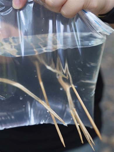 Bịch Nước Bất Tử: Trải Nghiệm Mukbang Độc Đáo