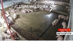 9.1K views · 53 reactions | Today, a sudden lightning strike hit our...