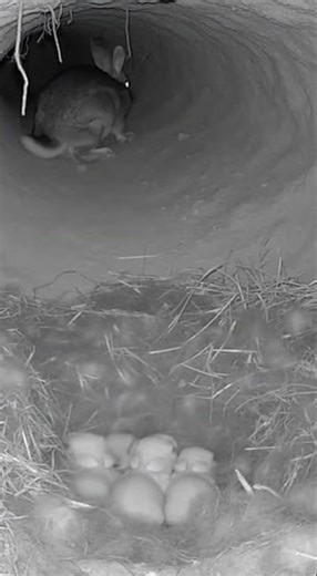 Night-Vision Burrow Cam: Mother Rabbit Defends Her Kits From a Snake