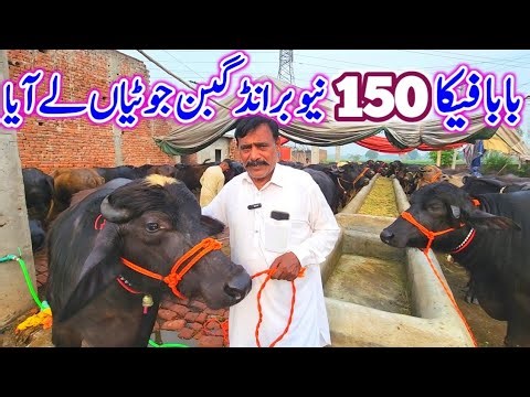 150 GABBAN JHOTIAN FARMING BUSINESS | BUFFALOES FARMS IN PAKISTAN | DAIRY FARMING TIPS