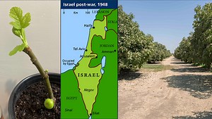 Fresh Take on Fig Tree Generation and Prophecy