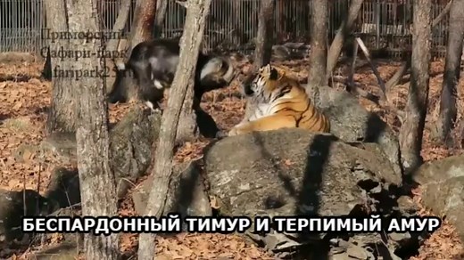 Amur the Siberian Tiger Strikes Back At Bully Goat Timur