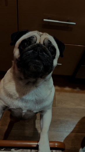 Відео користувача Valeria (@valeria_nemchenko) з композицією «оригинальный звук - ❤НЯРЧИК❤️»