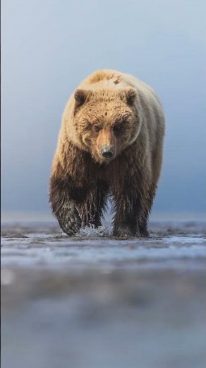 Photographing Alaskan Brown Bear | Wildlife Photography