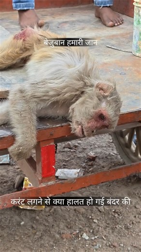 करंट लगने से काफी घंटों तक रोड पर तड़पता रहा यह बंदर वीडियो में देखें #monkey