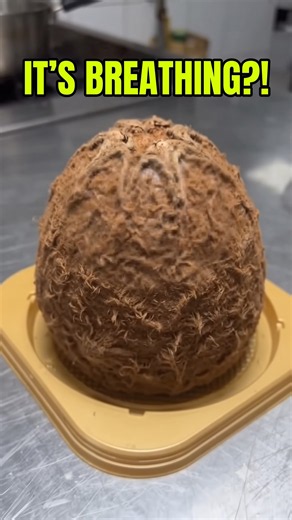 ALIEN EGG OR CAKE! #shorts #jigglycake #food