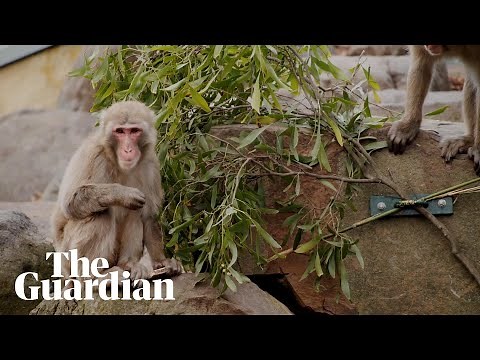 Japanese monkeys in Tasmania to be sterilised amid inbreeding concerns