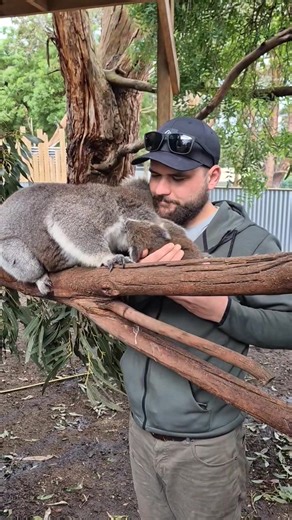 2.5K views · 302 reactions | #koala #reelsfypシ #vairalpost #videos #animal #rells #conservation #lonepinekoalasanctuary #koalalove #babykoala #sofinstagram #savethekoalas #lonepinekoala #koalafrea #savethekoala #koalafanworld #koalakumal #koalalife #koalagang #koalasanctuary #koalasgram #koalafied #koalajoey #koalalover #koalalovers #cuteanimalclub #ovekoalas #australiankoalafoundation | Cute koala | Facebook
