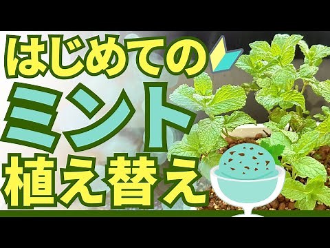【簡単に！】ミントの植え替えにチャレンジ〜天然の虫除け〜
