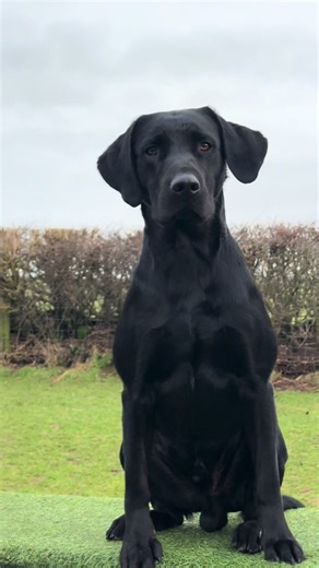 The Adorable Charm of Labrador Retrievers