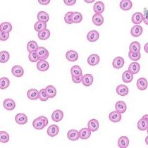 Video: Homing of Hematopoietic Cells to the Bone Marrow