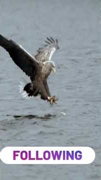 Eagle vs Fish: The Perfect Strike! 🦅#Eagle #EagleHunting #EagleFishing #EagleAttack #AnimalHunting