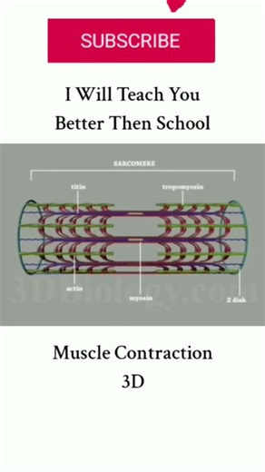 #musclecontraction #actin #myosin #protein #musclebuilding #muscle