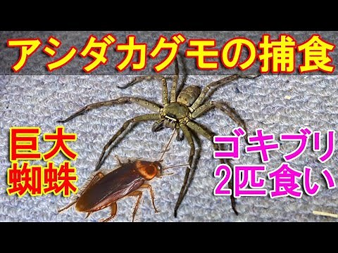 アシダカグモの捕食場面～日本最大級の巨大蜘蛛がゴキブリ2匹を同時に食べる動画Shuntsman spider～