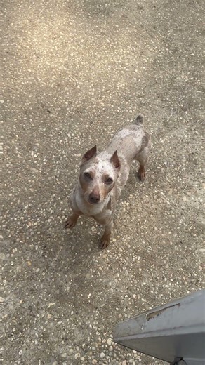 Min Pins a Mans Best Friend just waits for the next move #minpin #miniature #puppylove