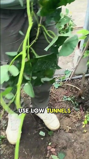 Sweet Potatoes in Cold Climates - Season-Extension Hacks