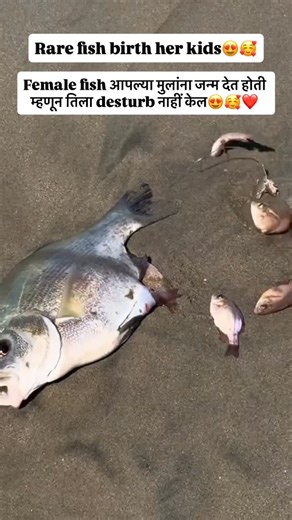Amit Amit on Instagram: "reel made my day😍🥰love u mother❤️ after the delivery fish & her kids went in water successfully😇 #fishlover"