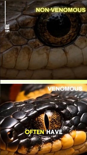 Deadly or Harmless How to Tell if a Snake Is Venomous
