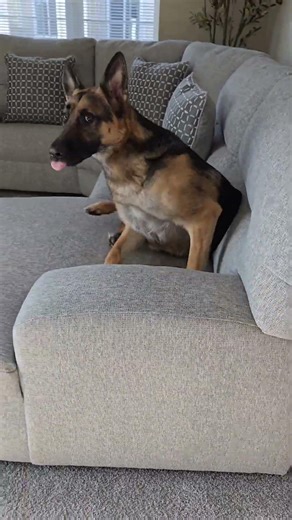 The best part of coming home! Luke The German Shepherd #GermanShepherd #LoveYourPet #PastorAleman