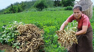 118K views · 1.5K reactions | survival in the rainforest-found peanuts with meat for cook and give to pets HD | Galvin Planet | Facebook