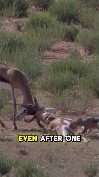 A springbok beat its rival, then got trapped by it #springboks #shorts #wildlife
