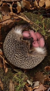 Take a peek inside a soft, warm nest where baby hoglets snuggle all day. 💞 #hedgehognest #hedgehoglife #cuteanimals | The Daily Hedgehog Show