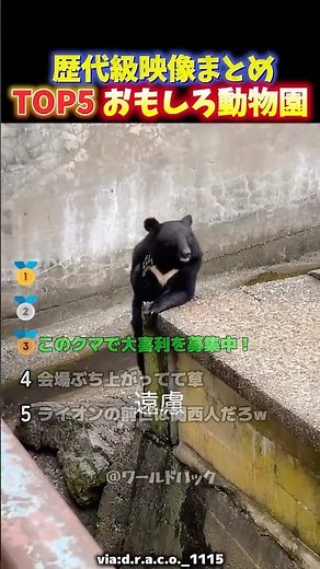 [Hilarious] Too human?! Top 5 funny moments at a zoo where animals have forgotten their wild inst...