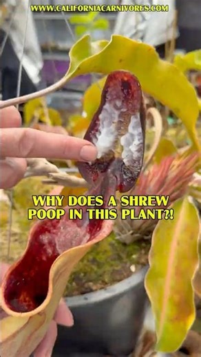 Why Does a Shrew Poop in this Plant?!