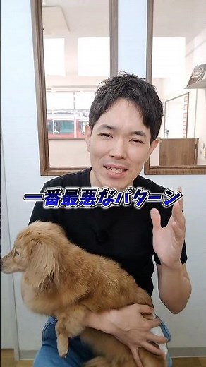 Puppy coprophagia prevention #puppytraining #puppy #life with a puppy #KobeCity #Kobe