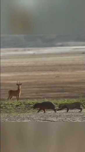 Mother Hippo Saves Baby's Life From Leopard By info fact News