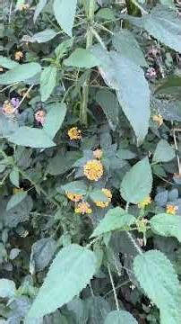 🌼 Lantana camara – The Beautiful Invader
