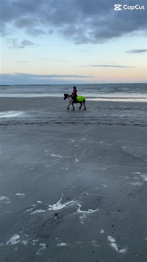 mollie (@mollieequine)’s videos with original sound - aimi