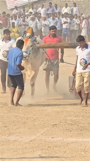 అశోక్ అన్నయ్య సారధ్యంలో మోదుగుల రామి రెడ్డి గారి గిత్త రాముడు