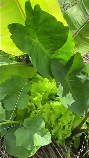 🌿 21 DE MARÇO: DIA INTERNACIONAL DAS FLORESTAS 🌿