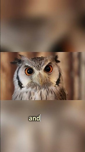 3 Mind-Blowing Facts About Owls! 🦉✨ #animalfacts