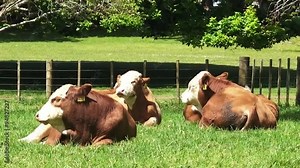 Cows sit on the ground in the paddock New Zealand