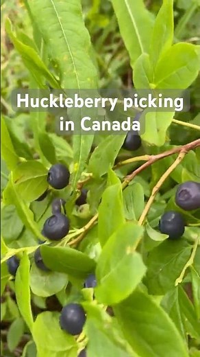 Huckleberry picking in BC, Canada