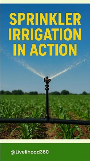 Sprinkler Irrigation in Action | Smart Farming Explained