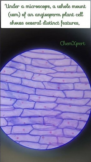 Angiosperm Plant Cell (WM) Under Microscope | Permanent Slide Observation