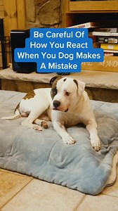 855K views · 10K reactions | How are YOU reacting to your dog's...