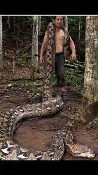 #The Longest Snake in the World According to Guinness World Records
