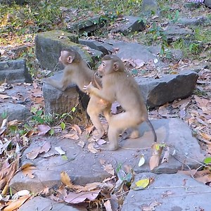 Million Pity Baby Sheba Cry Loudly Hurt Attack - Sovanna Try To Help Baby Sheba | Monkey Kid