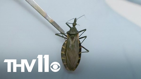 CDC warns of deadly bug disease that's been reported in Arkansas