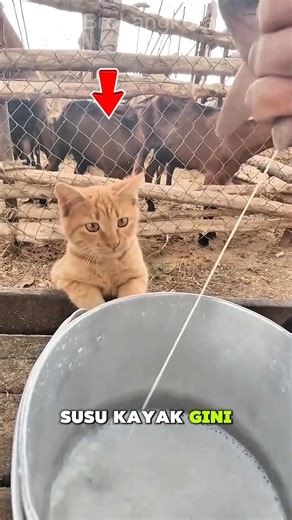 Why is a cat drinking like this? 🤔💧