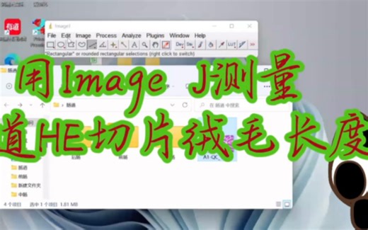 自用复盘｜如何用Image J测量肠道绒毛长度？测肌细胞面积等类似操作