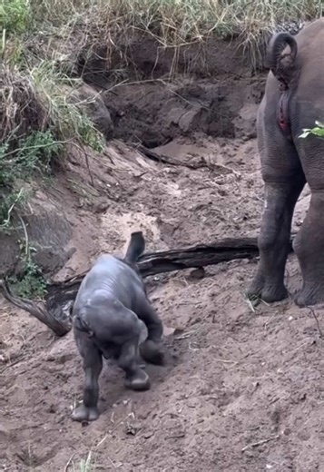 Baby Rhino Struggles to Stand: A Touching Moment