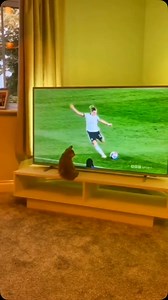 442K views · 3.1K reactions | Cats and dogs often amuse us with their playful behaviors. For instance, both species experience “zoomies,” sudden bursts of energy where they dash around unpredictably. ￼ Additionally, shows like the Popovich Comedy Pet Theater highlight the comedic talents of these animals, featuring acts where cats and dogs perform entertaining stunts. ￼ Such antics showcase the delightful and humorous nature of our feline and canine companions. | Paw Plaza | Facebook