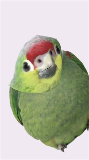 POV you’re a parrot