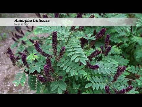 false indigo (Amorpha fruticosa)