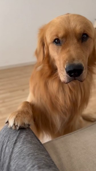 愛犬ゴールデンレトリバーの無言の圧力